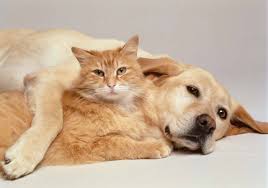 dog and cat embrace